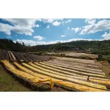 Cafea Boabe De Specialitate Etiopia Yirgacheffe G2 Konga