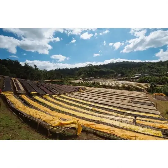 Cafea Boabe De Specialitate Etiopia Yirgacheffe G2 Konga