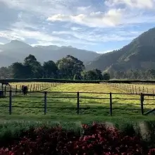 Cafea Boabe De Specialitate Panama Finca Lerida Cafea Boabe De Specialitate Panama Finca Lerida