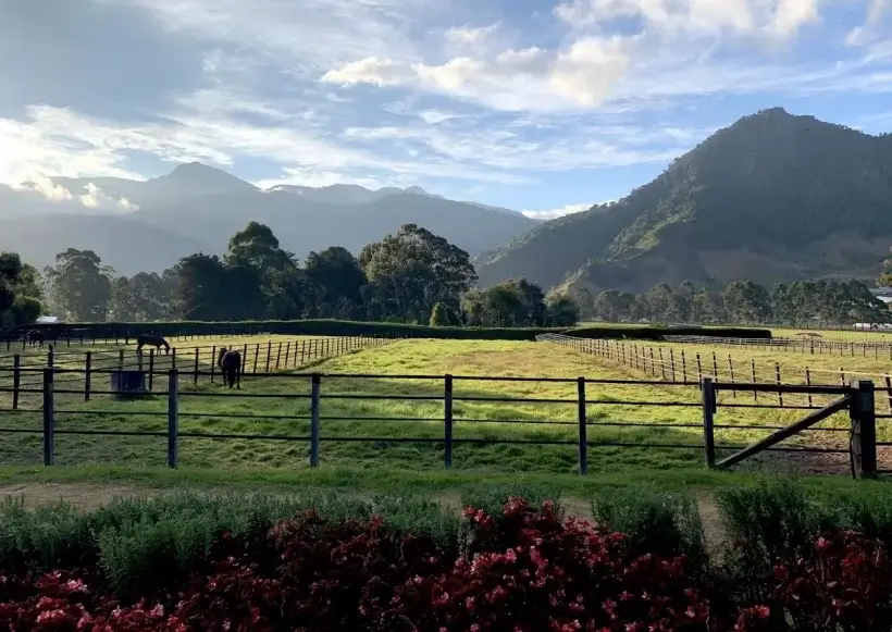 Cafea Boabe De Specialitate Panama Finca Lerida Cafea Boabe De Specialitate Panama Finca Lerida