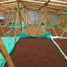 Cafea Boabe De Specialitate Columbia Leonid Ramirez