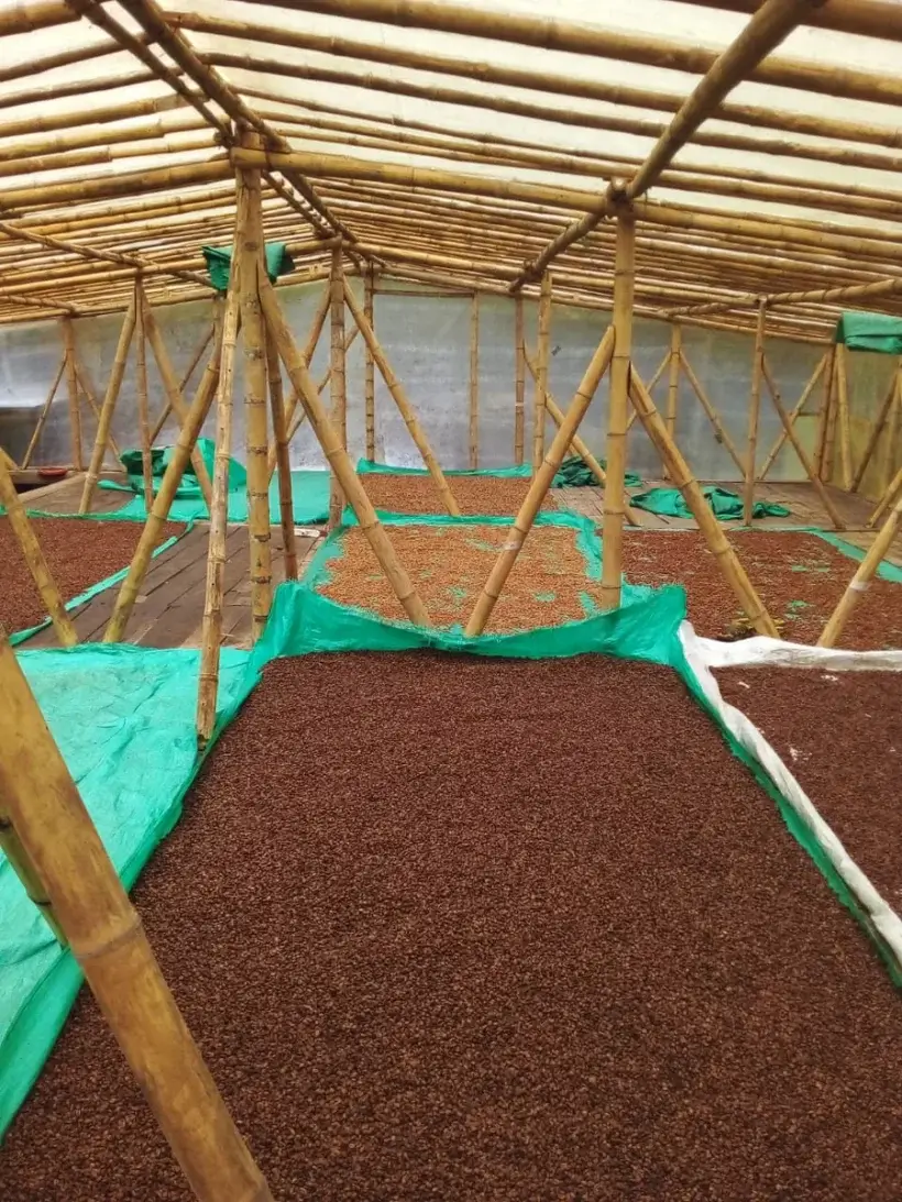 Cafea Boabe De Specialitate Columbia Leonid Ramirez