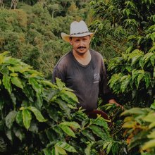 Cafea Boabe De Specialitate Columbia Caturra Nitro Cafea Boabe De Specialitate Columbia Caturra Nitro