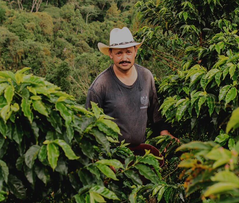 Cafea Boabe De Specialitate Columbia Caturra Nitro Cafea Boabe De Specialitate Columbia Caturra Nitro